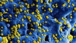 De KNSB en het coronavirus - update 1 april
